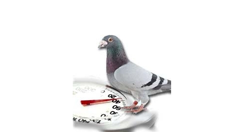 Control del peso de la paloma mensajera